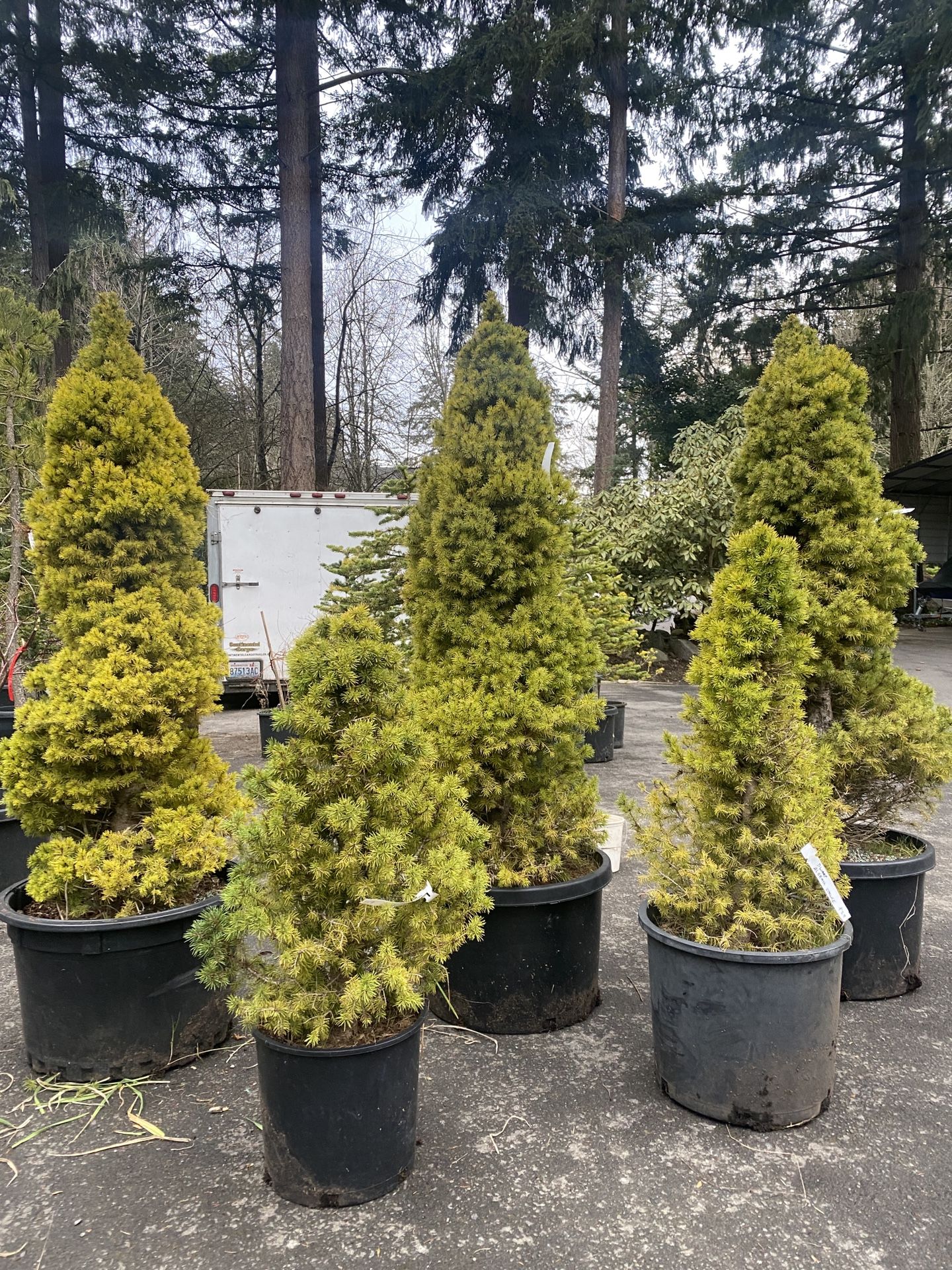 Big Dwarf Alberta Spruce Trees