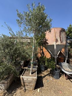 Olive Tree 24 Gal (Ball Up Top)