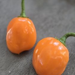 Organic Habanero 9.99 Per Container