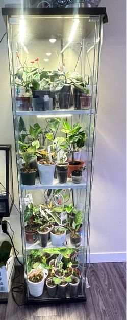 Greenhouse cabinet/ glass display/ shelf with light