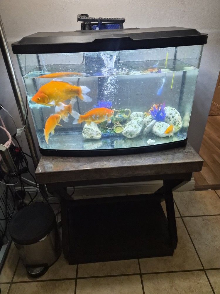 Fish with Fishtank