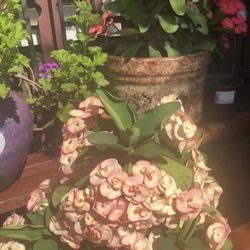 Coronas De Cristo  Ramo De Novia