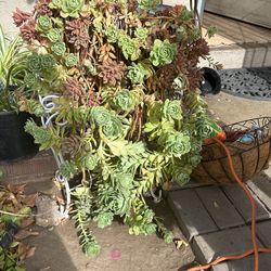 Plants