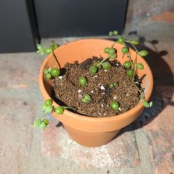 String Of Pearls Plant