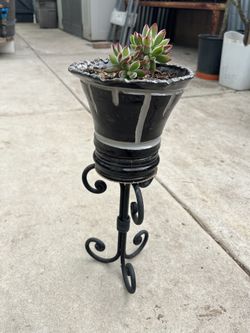 Potted Plant 