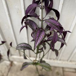Persian Shield Purple  Indoor Or Outdoor Folter Sun Plant, In 6 Inch Pot Pick Up Only 