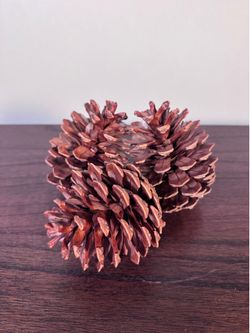 Decorative  Autumnal Pinecones