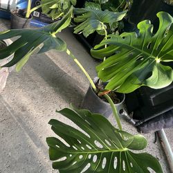 Xxl Monstera deliciosa plant , 2 gallons pot , roooted , $15 cash , pick up only