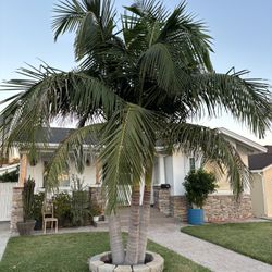 King Palm Trees