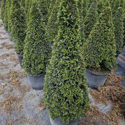 Topiary Cones  Medium Size Starting $30
