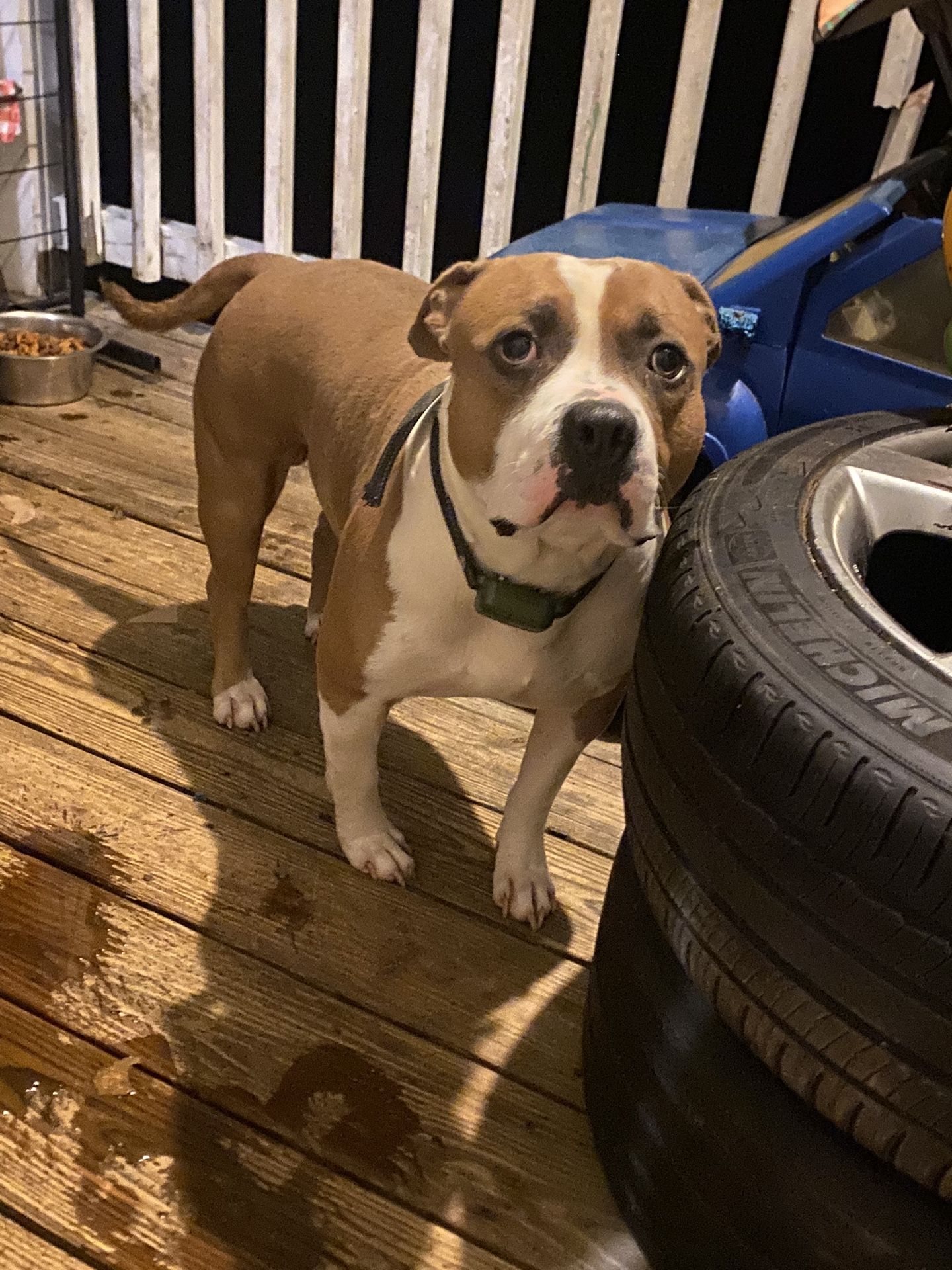 Vendo Este Perrito