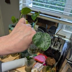 House Plants!
