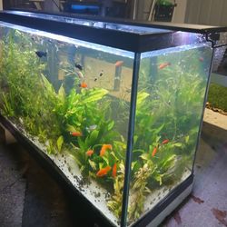Fishtanks  30galons and 20galons  with filters alights abd stands..$130  ,both tanks