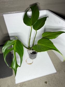 Monstera