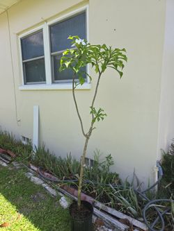 6 Feet high Plumeria  Pudica