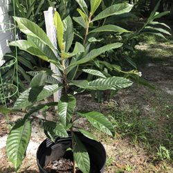 Loquat/Japanese Plum Tree