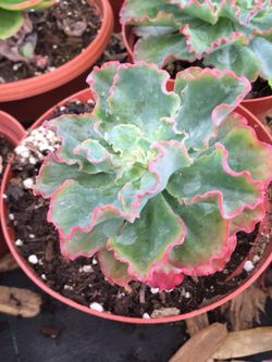 Succulents 6”