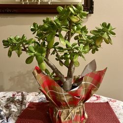 Jade Plant (Money Tree) 20”tall With 5”pot