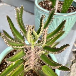 Mother Of Thousands Baby Plants 