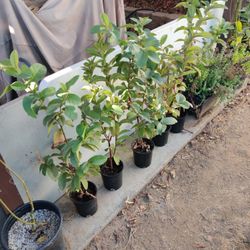 Guava Trees 