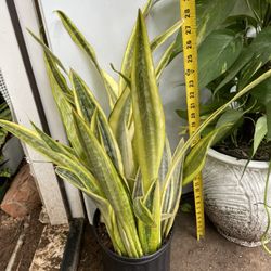 Specialty/Premium 30/31/32” (10” Pot) Snake Plant With Baby Plant Sprouting; 95820