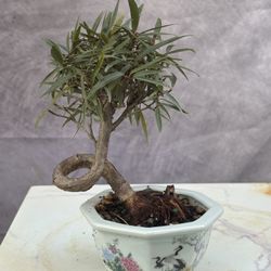 Bonsa Ficus Willow 