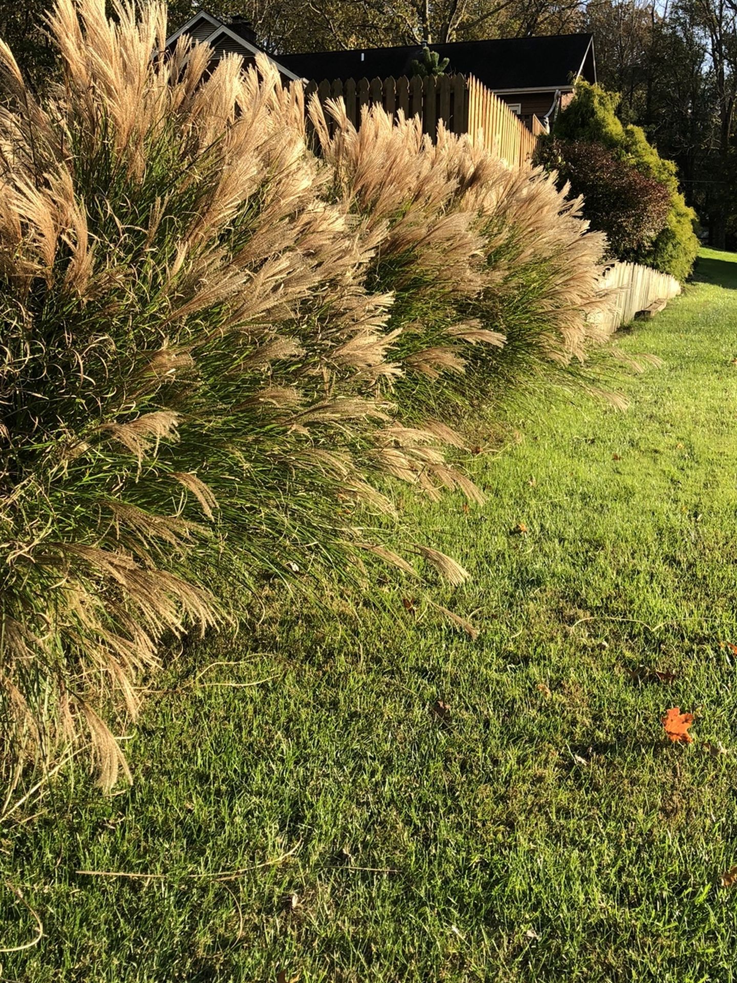 Ornamental Grass (Maiden Grass)