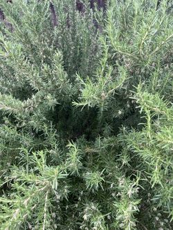Free rosemary cuttings