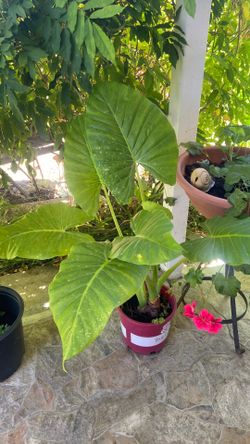 Elephant ear plant