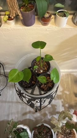 Monstera deliciosa