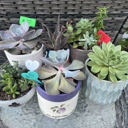 $10 Potted Succulents 