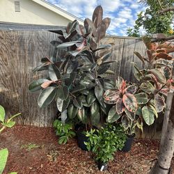 TWO Rubber Tree Ficus - 7ft and 5ft - 4 Years Old