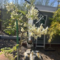  6 Ft Tall Moringa Olifera Tree .. Growing 100% Organic …$80.00 Firm (Please Read Description)