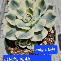 PLANT SALE THIS WEEK IN SAN LORENZO..ALL TYPES OF PLANTS