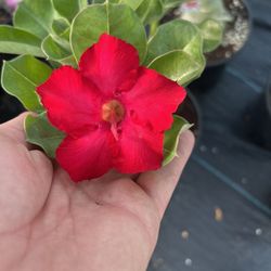 Desert Rose | all kinds of plants
