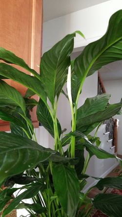White Premium Sympathy Peace Lily - Indoor Plants House
