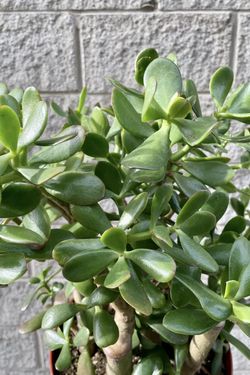 Jade Plant Crassula Ovata around 21” Tall Rooted