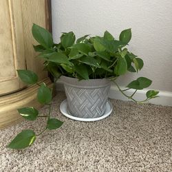 Green Indoor Plants Vine 