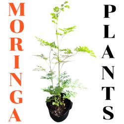 2 Moringa Plants In 5 Gallon Grow Bag | 4 Feet Tall | Organic | Healthy