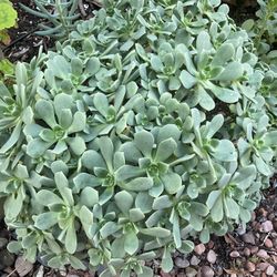 2 Varieties Of Aeoneums Succulent Plants