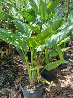 Travlers Palm plants on sale now $110