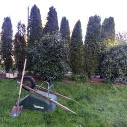 FREE Thuja Trees To A Good Home. 14-15 U Dig...North Seattle....
