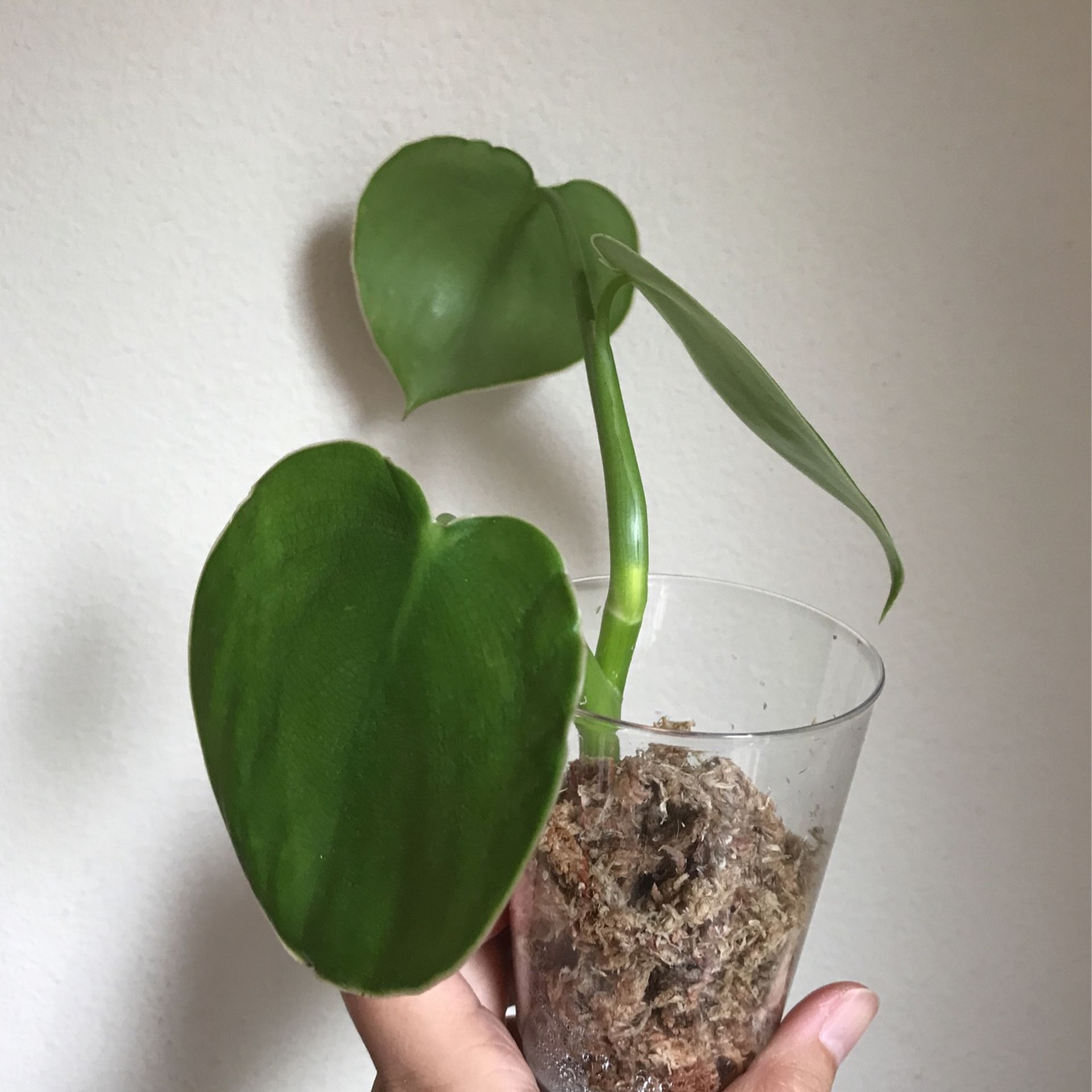 Beautiful Philodendron Rugosum “Aka Pig Skin Philodendron Plant