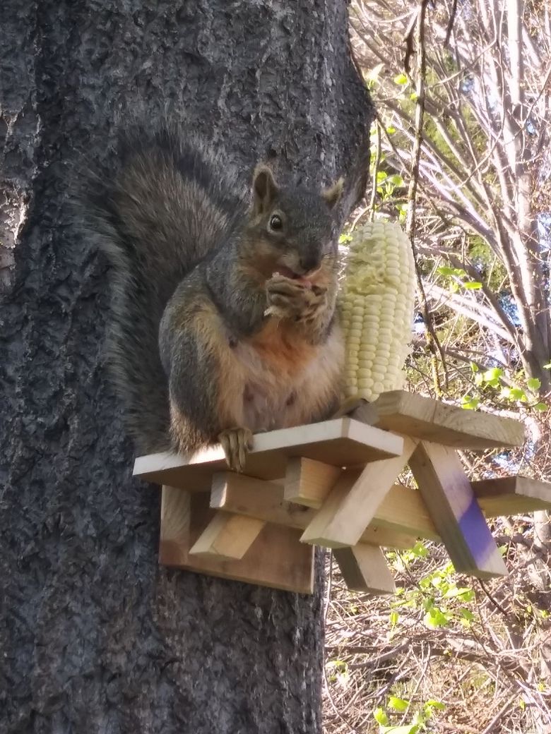 Rustic squirrel picnic tables