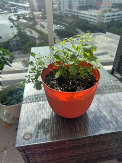 Mint plant, about 8 inch pot