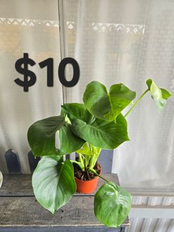 Monstera