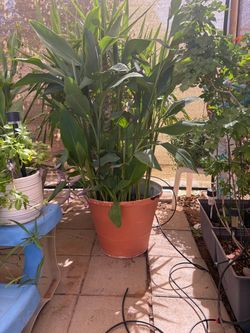 Canna Lilly in large pot