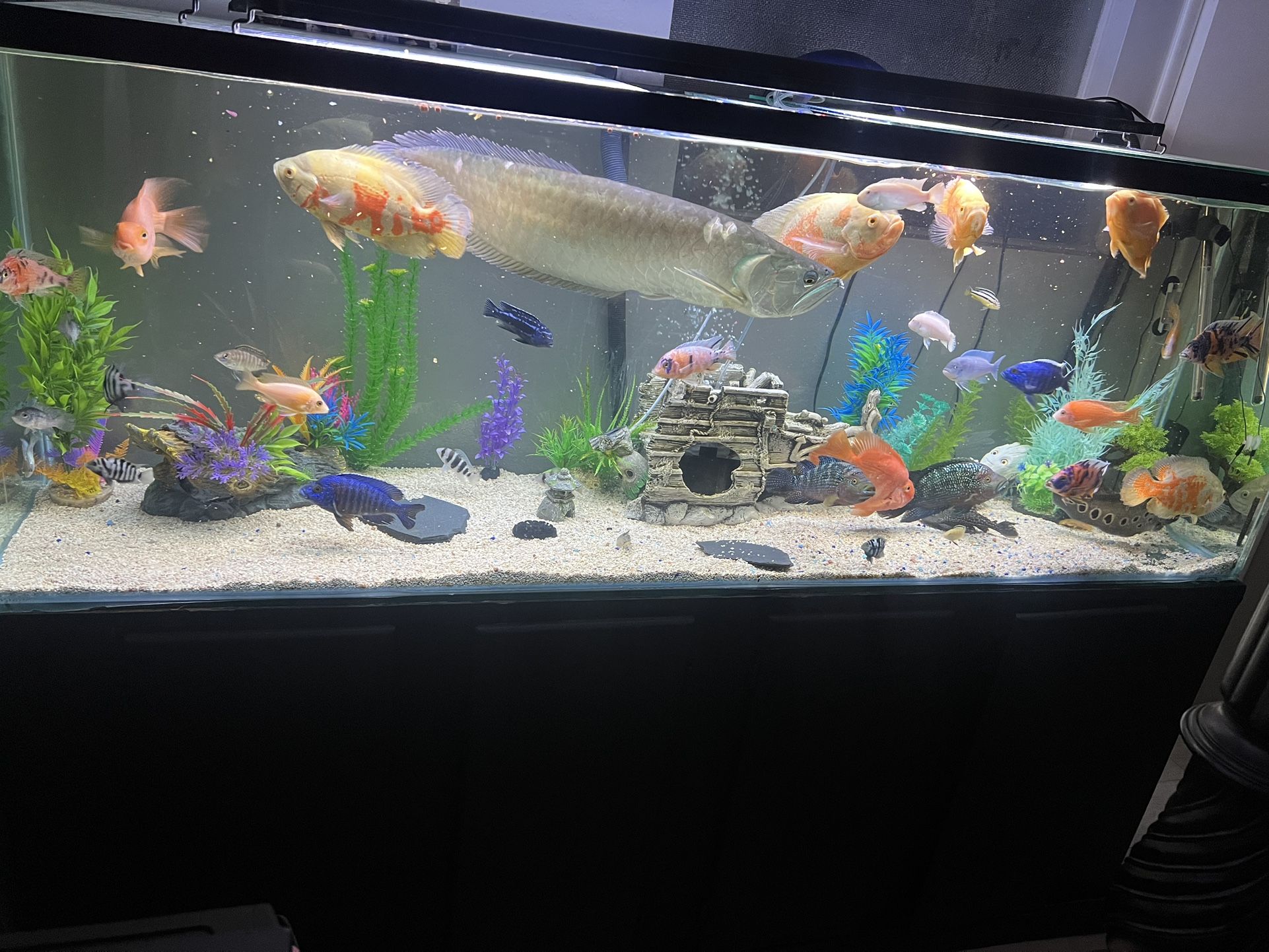 150 Gallon Fish Tank - Freshwater