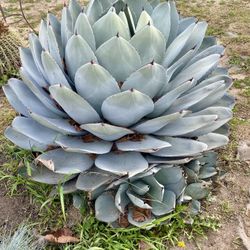 Free 2 Artichoke Agaves