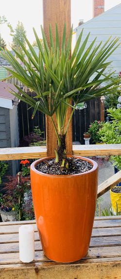 Live outdoor Windmill Palm tree plant in an orange Le Beau ceramic planter pot—firm price
